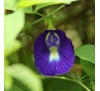 Клитория тройчатая (синий чай) 10 г / Clitoria ternatea